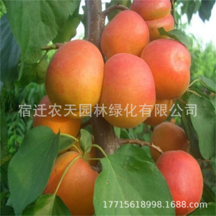 �޽��SԴ�Ә����̫���������A���ӹ��䮔��Y���ϱ����ļ��Nֲ