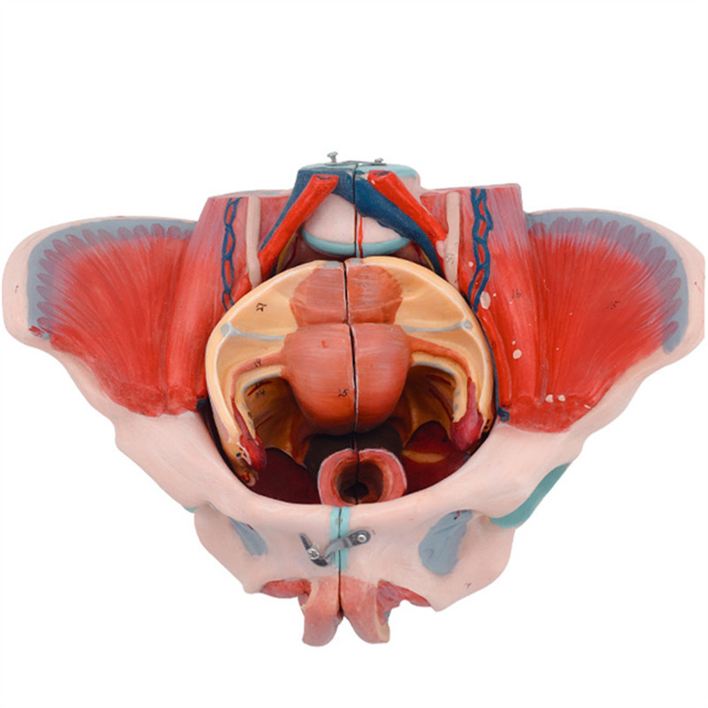 Ů�Թ��踽��׼�����Ѫ��ģ�� ��ǽ��ʹ�����ֳ���ʸ��Ƽ���