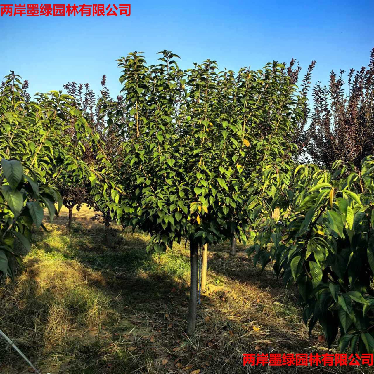 山东1-25公分樱花树苗_主图02