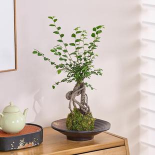 Elm Moss Ball Green Plant Potted Indoor Tea Table Office Desktop Easy to Maintain and Purify the Air Small Potted Plant All Year Round