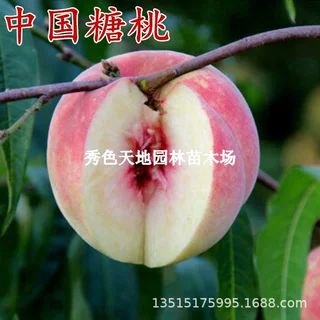 中国大红桃树苗高糖度含糖24%成熟七月 南方北方种植盆栽果树果苗