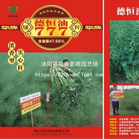 种子;种球;盆栽