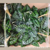 Base direct supply ｜ Dragon -scale shrimp ins, indoor Nordic, red and green potted flowers are rare and interesting