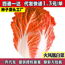 ��Ʒ�N���P�˼t�ײ˴�ײ��в�ɫ�ټt�İײ��у��z���ļ���