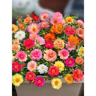 �ذ�̫ꖻ��N���ļ����N�_���҃��������׻��̨ͥԺ���N���ӻ���