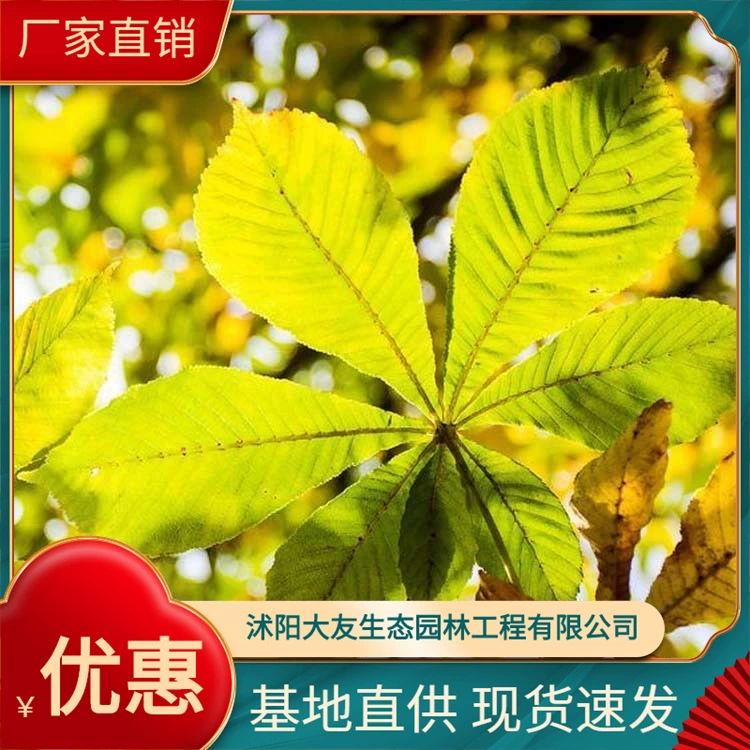 Поставка всех видов инженерных растений рассады базы прямых продаж Conker полные спецификации