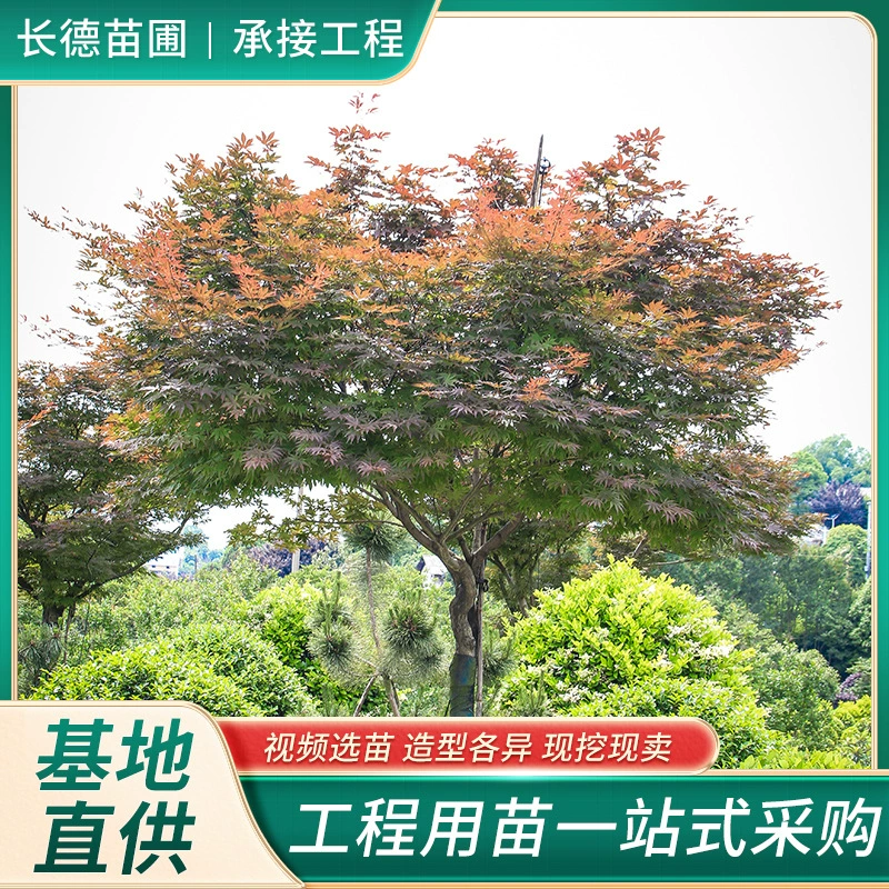 База непосредственно поставляет красный Клен Лиственных пород деревьев подходит для дороги Парк двор декоративных деревьев с красивой формой дерева и большое количество преференциального режима.