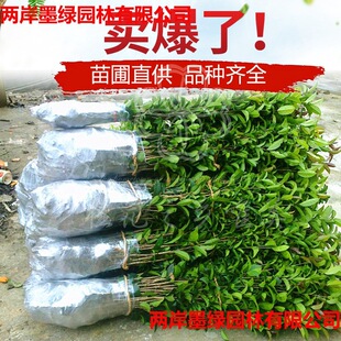 �Gֲ�𻨽����˻�������B����ԭ��ֲ�九�G������������