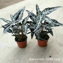 С��Ů�^��ɏС���ԾGֲ�^�~ֲ���k���ҼҾ��҃ȾG�����̻�������