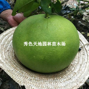 ̩���t��ʯ�t������ �޽���Խ���������ļ���Ƥ���� �Ϸ������Nֲ