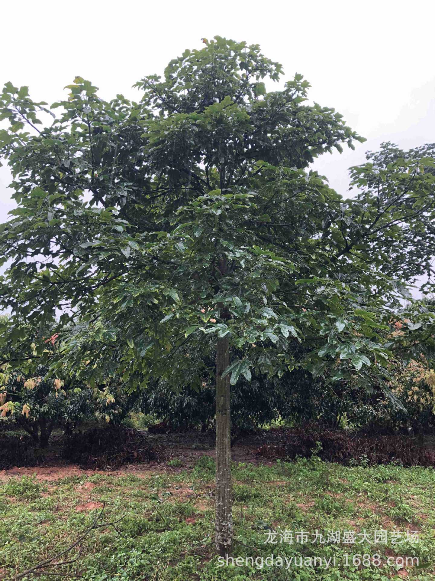 深圳火焰木价格 福建批发采购澳洲火焰木 供应移植火炬树报价-阿里巴巴