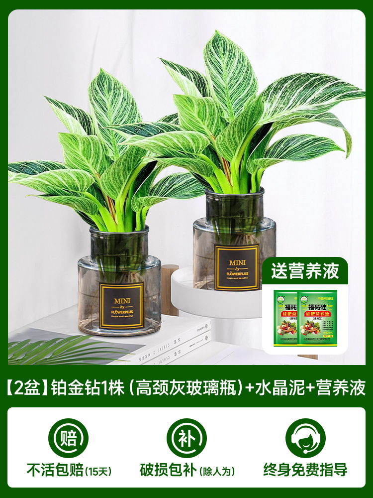 [주인 추천] [화분 2개] 플래티넘 다이아몬드 1개(하이넥 그레이 유리병) + 크리스탈 머드 + 영양액 2개