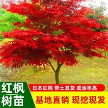 红枫树苗日本红枫红舞姬中国红枫庭院别墅道路绿化美国红四季盆栽