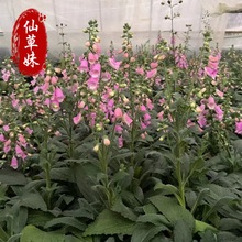 毛地黄 钓钟柳 绿化园林公园地被景观毛地黄工程苗多年生花境植物