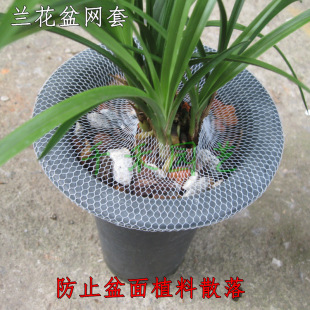 ���ϾW��ֲ��ɢ�仨��W�� ����W�� ֲ�ϱ��o�W �m����W��