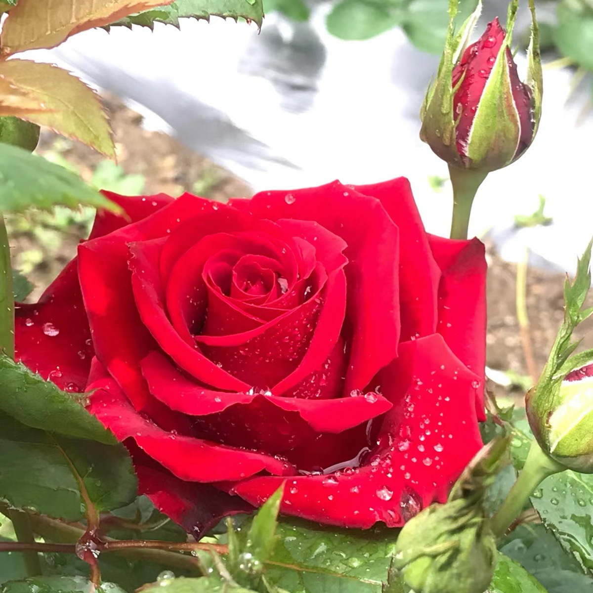 카로라【큰 꽃과 가벼운 향기】샤오미아오