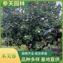 贵州木芙蓉基地木芙蓉苗圃木芙蓉批发木芙蓉苗商木芙蓉销售木芙蓉