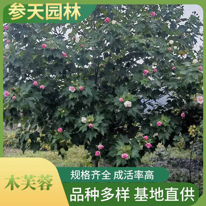 贵州木芙蓉基地木芙蓉苗圃木芙蓉批发木芙蓉苗商木芙蓉销售木芙蓉
