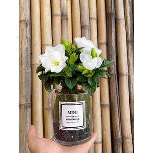 ̦�\��d�ӻ�������MINI�N���W�L��������ϲ�ϲ���_���������