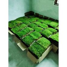 ̦�\ ֲ���r����ʽͥԺ �@�־G��΢���^ ����\��������ɽ�G��