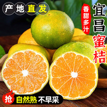 宜昌蜜橘9斤整箱当季水果批发现摘孕妇酸甜多汁青皮蜜桔一件代发