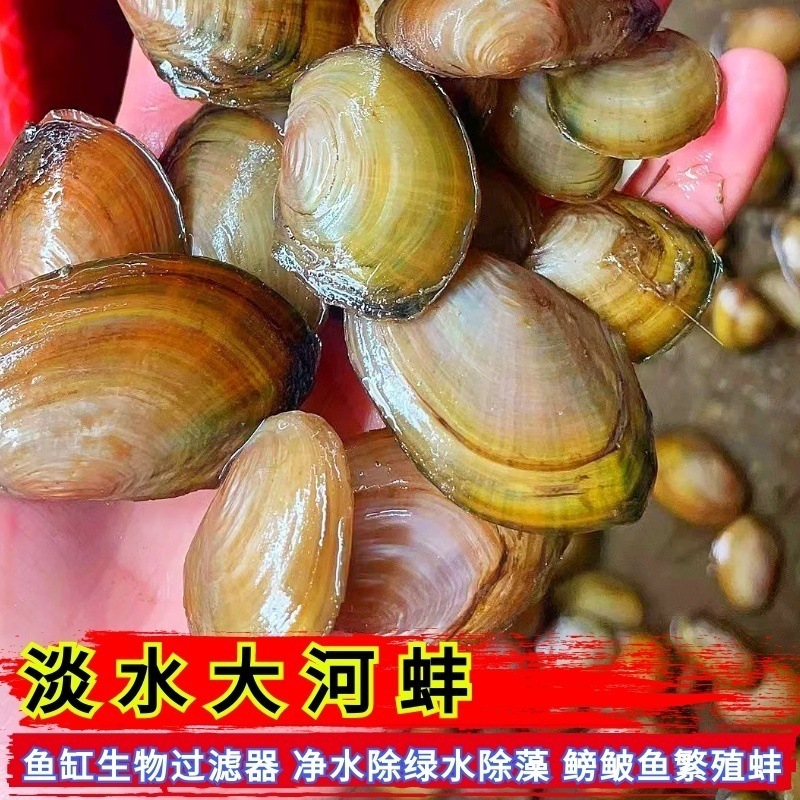 净水河蚌活体除藻螺鱼缸除藻鳑鲏鱼繁殖蚌黄金蚬不加温观赏螺包邮