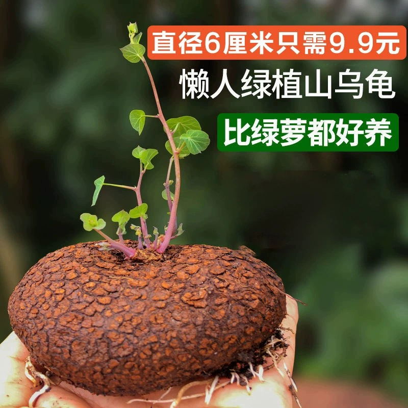 Растение в горшке с вьющимися лианами, золотыми и красными круглолистными лианами, листяными растениями, не требующими особого ухода, для гостиной, балкона и двора.