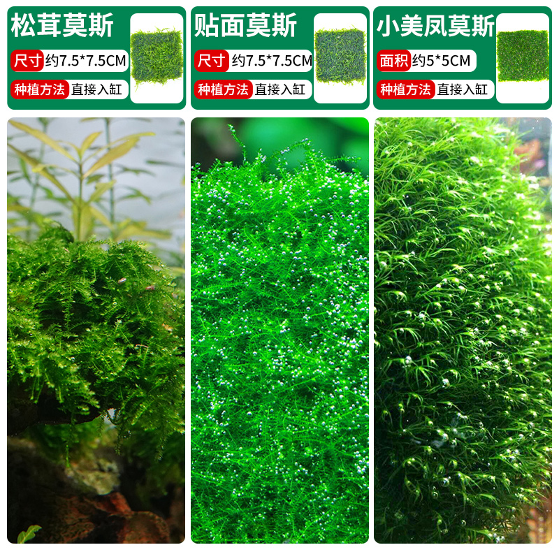 송이버섯이끼 + 베니어이끼 + 샤오메이펑이끼 [클래식 조합]❤훌륭한 가치]