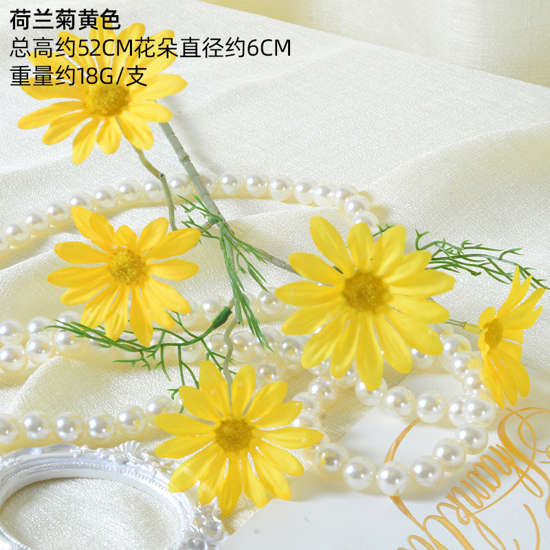 Crisantemo holandés amarillo