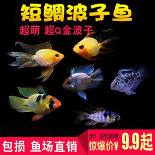 �^�p�Ꭷ�~�������Ľ����~���{����m�P������������W�^�~���w