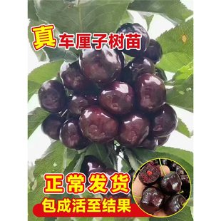 ܇���Ә������ڙ��Ҙ��簫���ش�޽ӹ���ͥԺ���F�ϱ����Nֲ����
