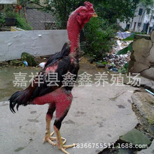 河南洛阳大型斗鸡原产地|出售纯种越南斗鸡|中原斗鸡|大冠斗鸡苗