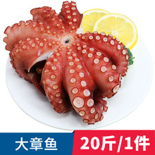 批发海鲜冷冻水产熟冻大八爪鱼冻煮章鱼花熟冻大章鱼料理刺身