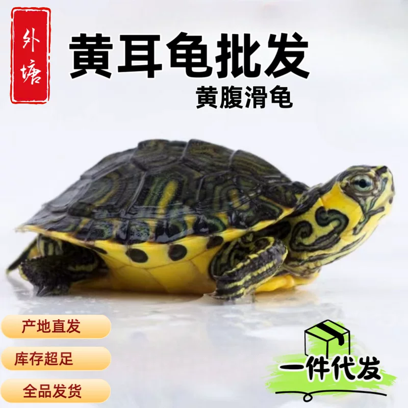 Жёлтый ушной черепашка? нет — это текст: "Yellow ear turtle [mutt fish tank mixed breeding pet source wholesale hot selling small turtle healthy lively active]"