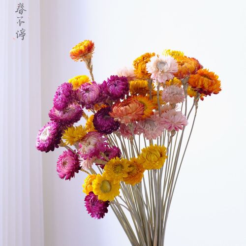 麦秆菊干花 七彩菊菠萝永生花干花花束节庆装饰花材配材厂家批发