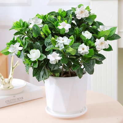 200#싹이 있는 큰 치자나무(각형 세라믹 화분) + 영양액