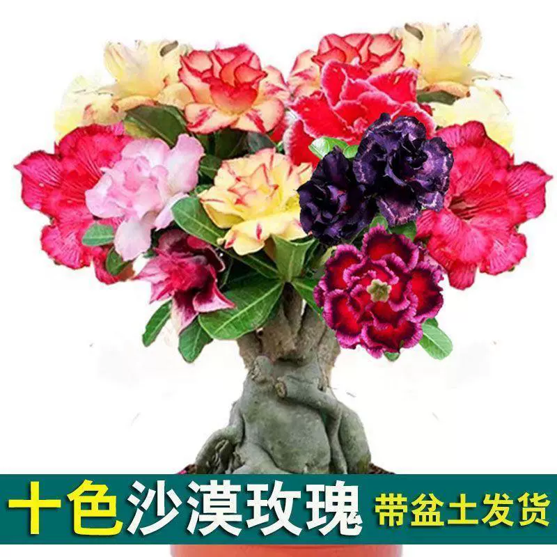 Пустынные розы в горшках цветут в четыре сезона