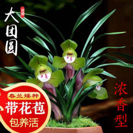 兰花苗浓香型室内带花苞发货各种名贵春兰系列矮种精品荷瓣大批发