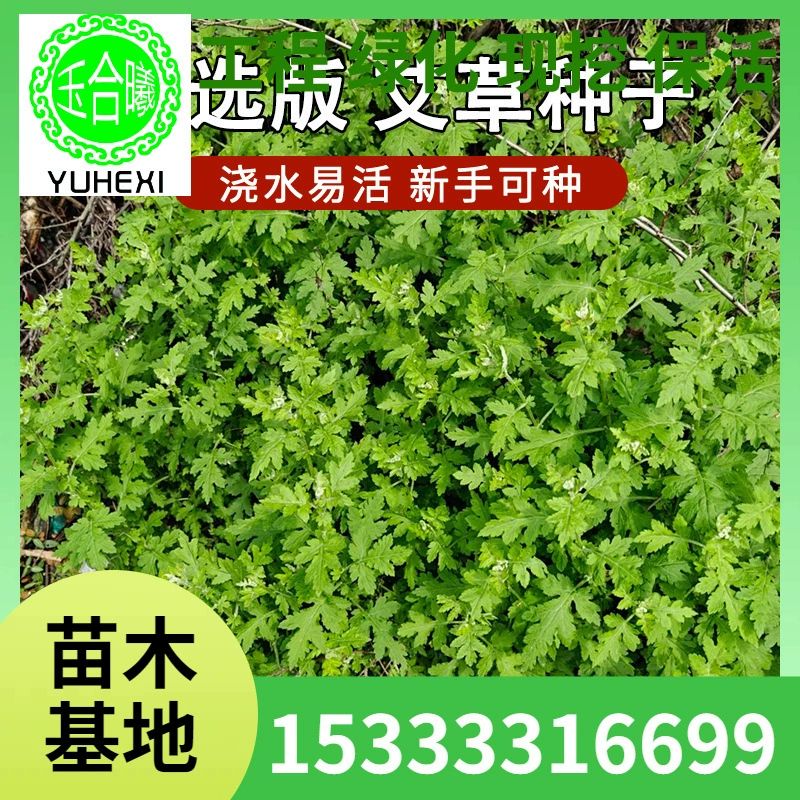 Семена полыни для употребления и лекарственных целей, средство от комаров, дикая полынь с крупными и мелкими листьями, посадка Artemisia annua для защиты от комаров в любое время года.