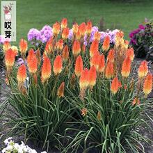 �M�ڻ�滨�N�� ���ɏ �W�t�ļ��޸��ͺ��̨ͥԺ��������