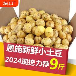限时当季新挖高山土豆恩施黄心迷你小土豆洋芋马铃薯自种土家族qg
