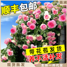 爬藤月季蔷薇特大花苗植物花卉藤本室外爬墙庭院阳台盆栽四季开花