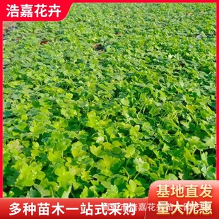 Large-Flowered Delphinium Potted Garden Greening Seedlings Qingzhou Grass Flower Base with Large-Flowered Delphinium Seedlings