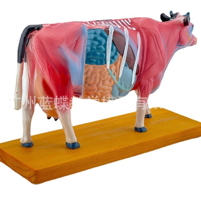 ţ�����ģ�ͼ�ţ����ģ�� �������ģ��ţ����ģ�� ��ҽ��ѧģ��