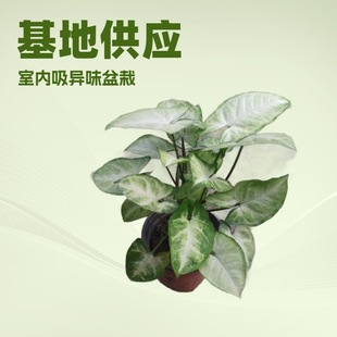 Base Supply Office Home Deodorizing Green Elf Taro Small Potted Indoor Florals and Ornamental Plants Wholesale