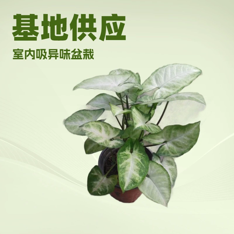 Оптовые поставки небольших растений таро (зеленый эльф) в горшках для офиса и дома, для удаления запахов, комнатные декоративные растения.