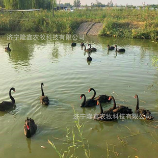 ������w�����Z�r�� ���B�Bֳ��������Z�N�Z ���^�^�pС���Z��