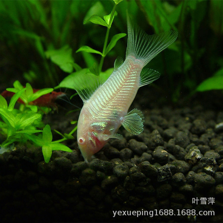 White mouse fish living low habitat cleaner tropical ornamental fish tool fish cleaner fresh water tank fish fishing ground wholesale