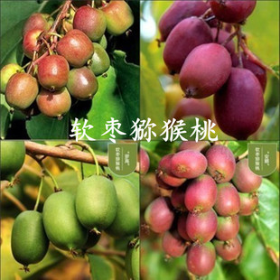 Soft Jujube Kiwi Seedlings, Fruit Tree Seedlings, Potted Fruit Seedlings, Soft Jujube Kiwi Fruit Seedlings, Planted in the North and South of the Country