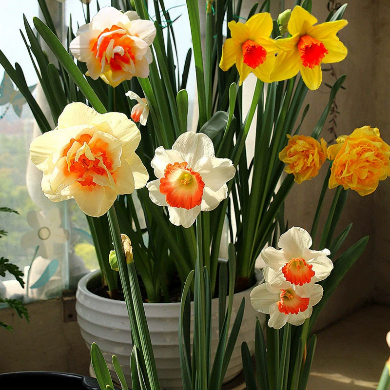 Нарциссы 5 шаров Голландские нарциссы в горшках почвенная культура морозостойкая Four Seasons комнатные цветущие цветы во дворе